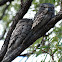 Tawny Frogmouth