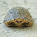 Eastern Box Turtle
