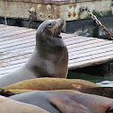 California sea lion