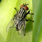 flesh fly