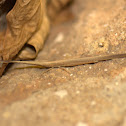 Grass-mimicking Grasshopper