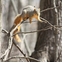 Fox Squirrel