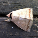 Moth