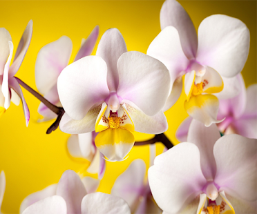 How to download White Orchid Live Wallpaper patch 1.2 apk for pc