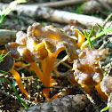 Funnel Chanterelle