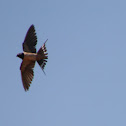 Barn Swallow
