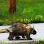 North American Porcupine 