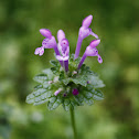 Conejitos / Henbit Deadnettle