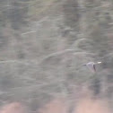 Great Cormorant