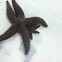 Common sea star