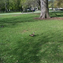 Wood Duck female