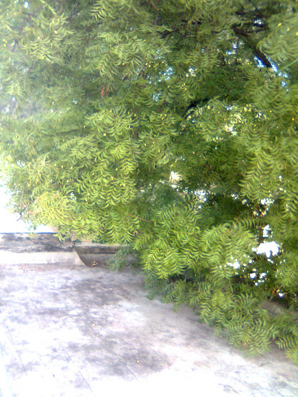 Spotting Image 1