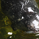 Harbor Seal