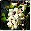 Acacia