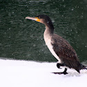 Great Cormorant
