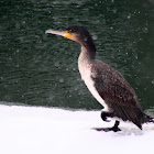 Great Cormorant