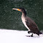 Great Cormorant