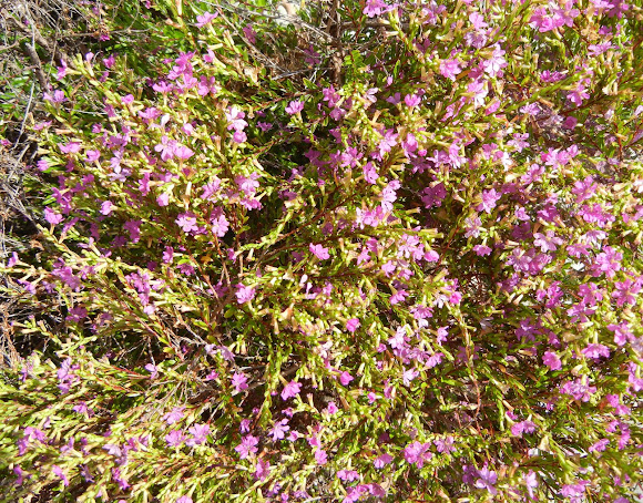 Spotting Image 1