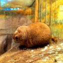 Alpine Marmot