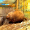 Alpine Marmot