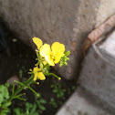 Unknown spotting