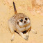 Meerkat