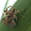 Jumping Spider