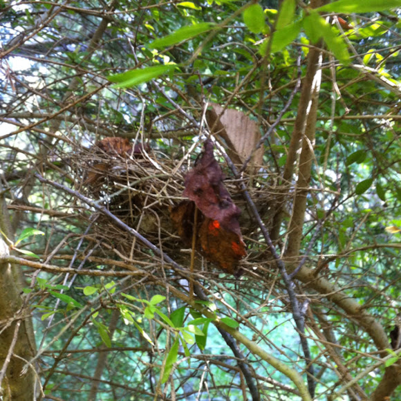 Spotting Image 1