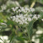 Eupatorium rugosum