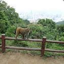 Rhesus macaque