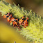 Large Milkweed Bug