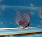 Discus De 3 A 4 Cm En Cordoba