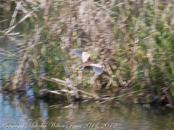 Spotting Image 1