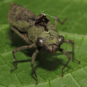 Dragonfly exuvia