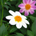 Single petaled dahlia