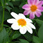 Single petaled dahlia