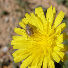 Cerraja with Paratriodonta alicantina