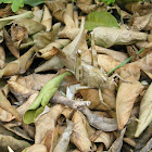Egyptian Grasshopper
