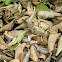 Egyptian Grasshopper