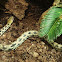 Beauty Rat Snake