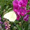 Common Brimstone