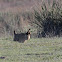Lesser Prairie Chicken