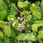 Mahonia x media