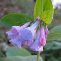 Virginia Bluebell