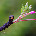 Elephant Hawk-moth (larva)