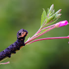 Elephant Hawk-moth (larva)