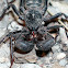 Giant vinegaroon