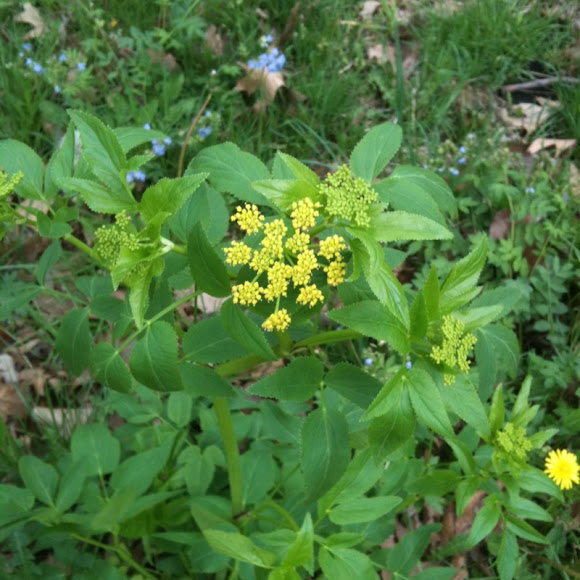Spotting Image 1