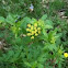 Golden Alexanders