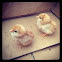 Chics